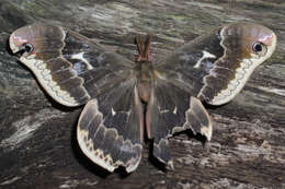 Image of Tulip-tree Silkmoth