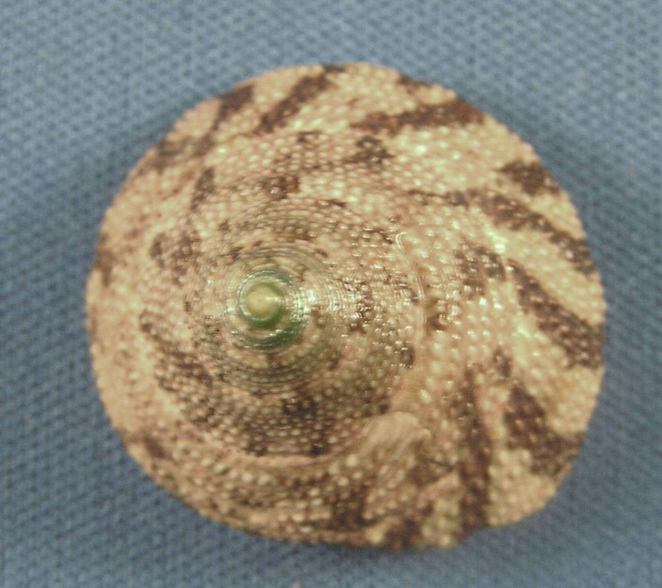 Image of black-spotted topshell