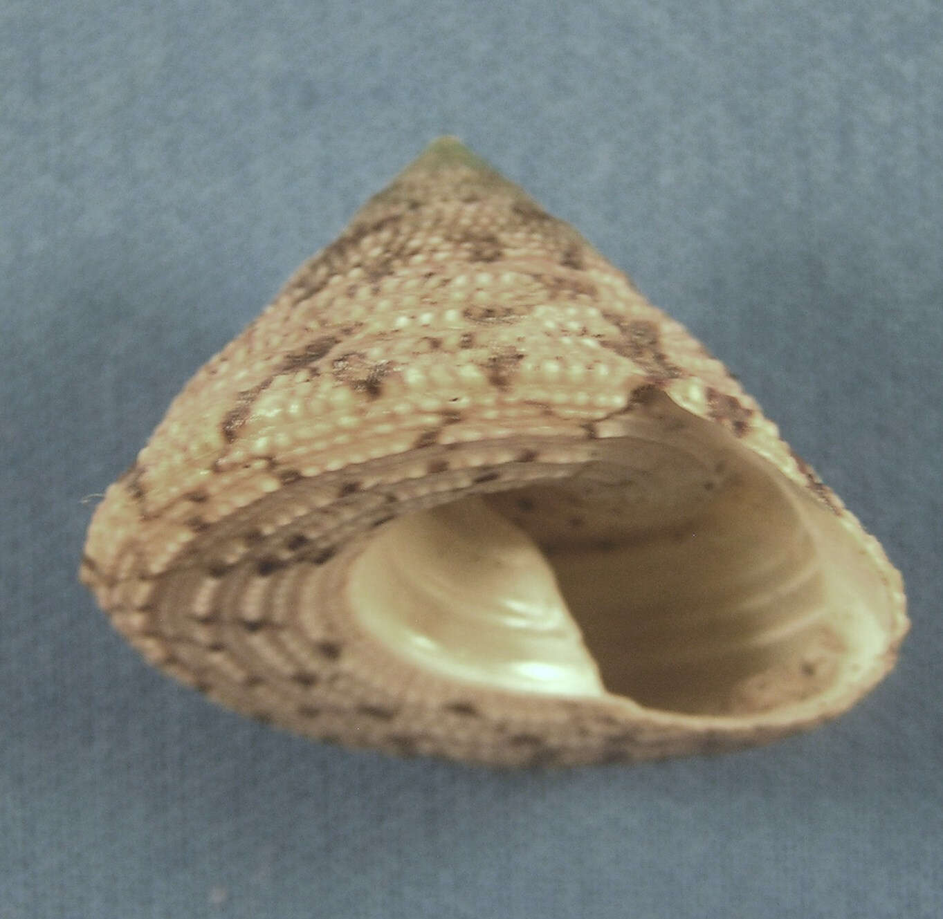 Image of black-spotted topshell