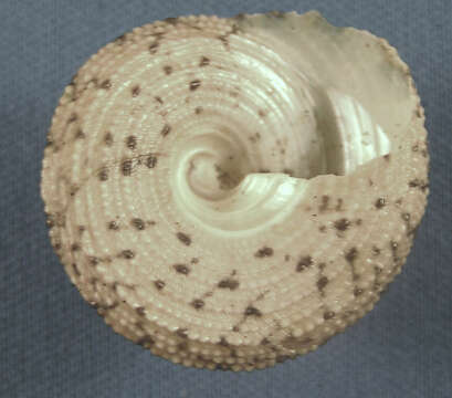 Image of black-spotted topshell