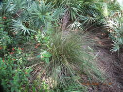 Image of Muhlenbergia capillaris var. capillaris