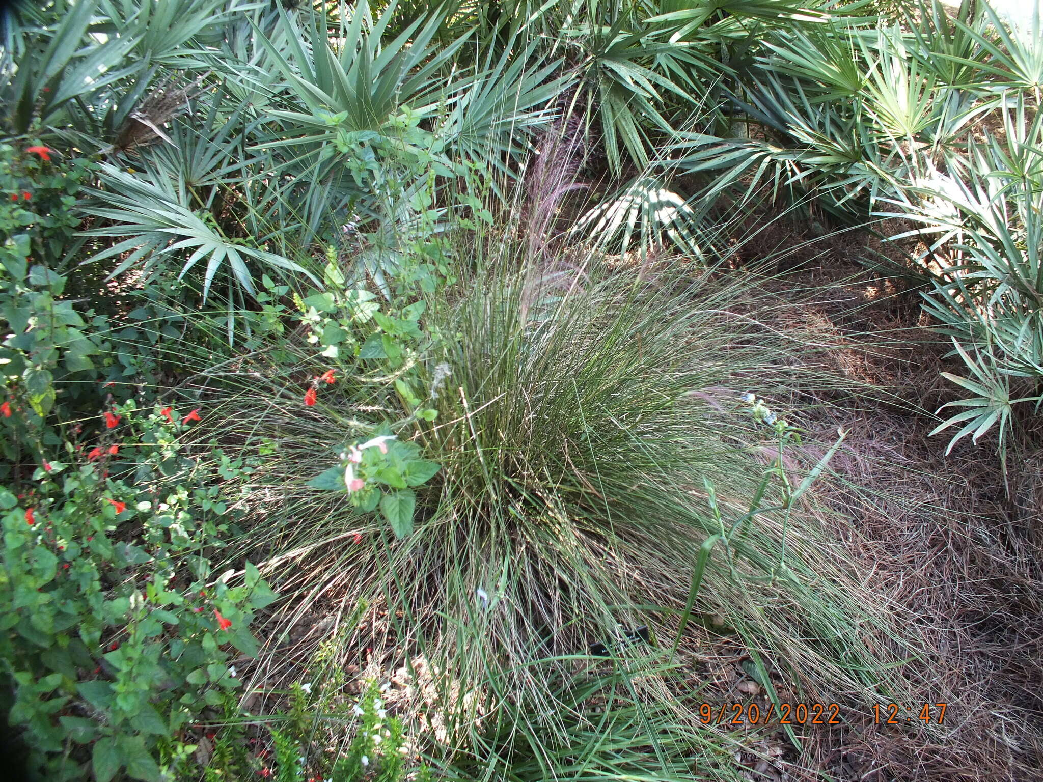 Image of Muhlenbergia capillaris var. capillaris