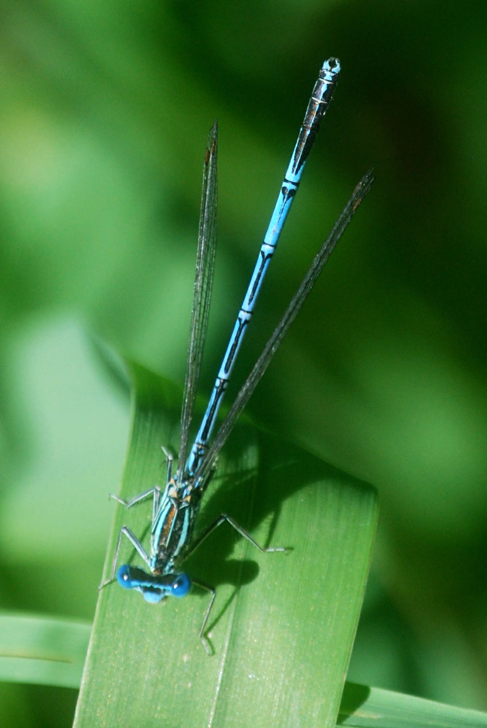 Imagem de Coenagrion puella (Linnaeus 1758)