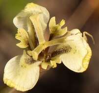 Image of Moraea unguiculata Ker Gawl.