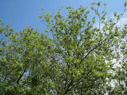 Image of Grey Willow