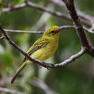 Image of Ochre-lored Flatbill