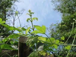 Image of common hop