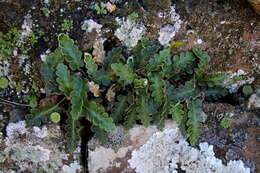 Imagem de Asplenium aureum Cav.