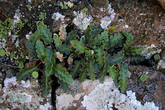 Image of Asplenium aureum Cav.