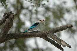 Image of Senegal Kingfisher
