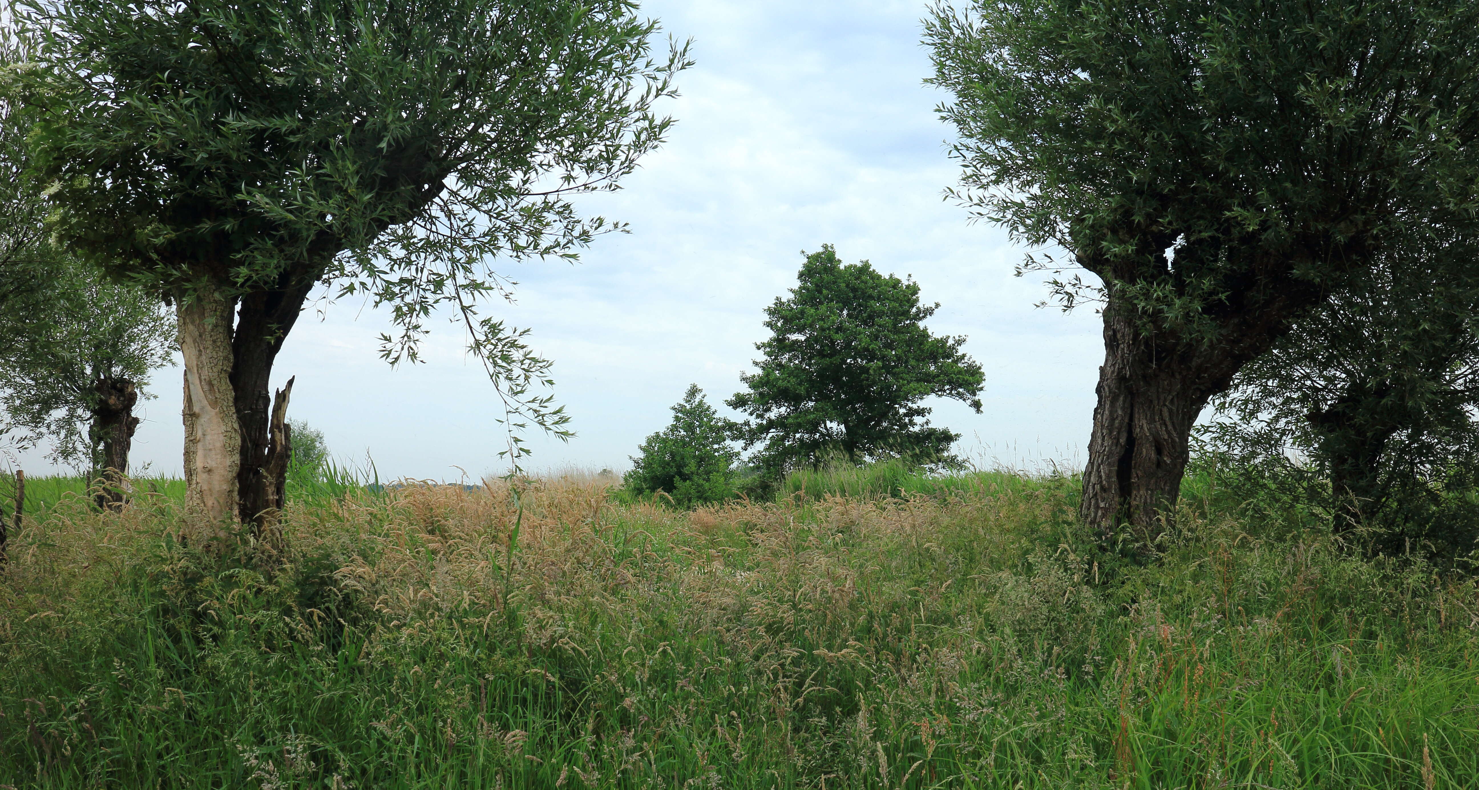 Image of White Willow