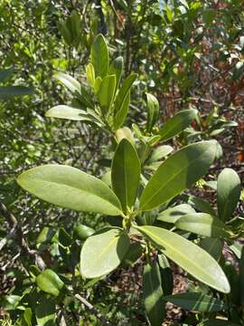 Image de Illicium parviflorum Michx.