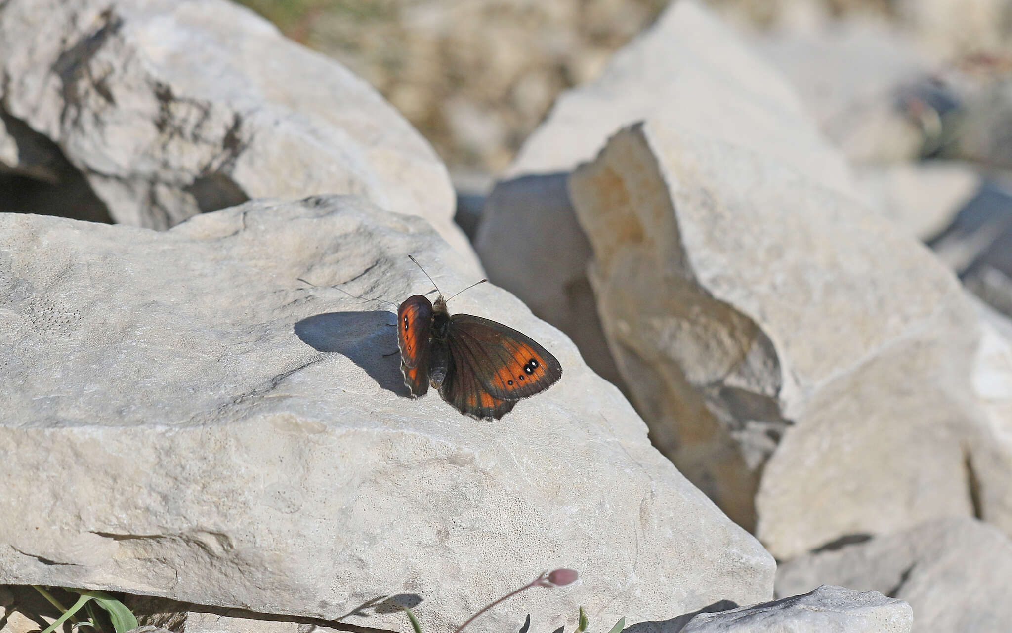 Image of Larche Ringlet