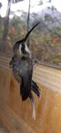 Image of Pale-bellied Hermit