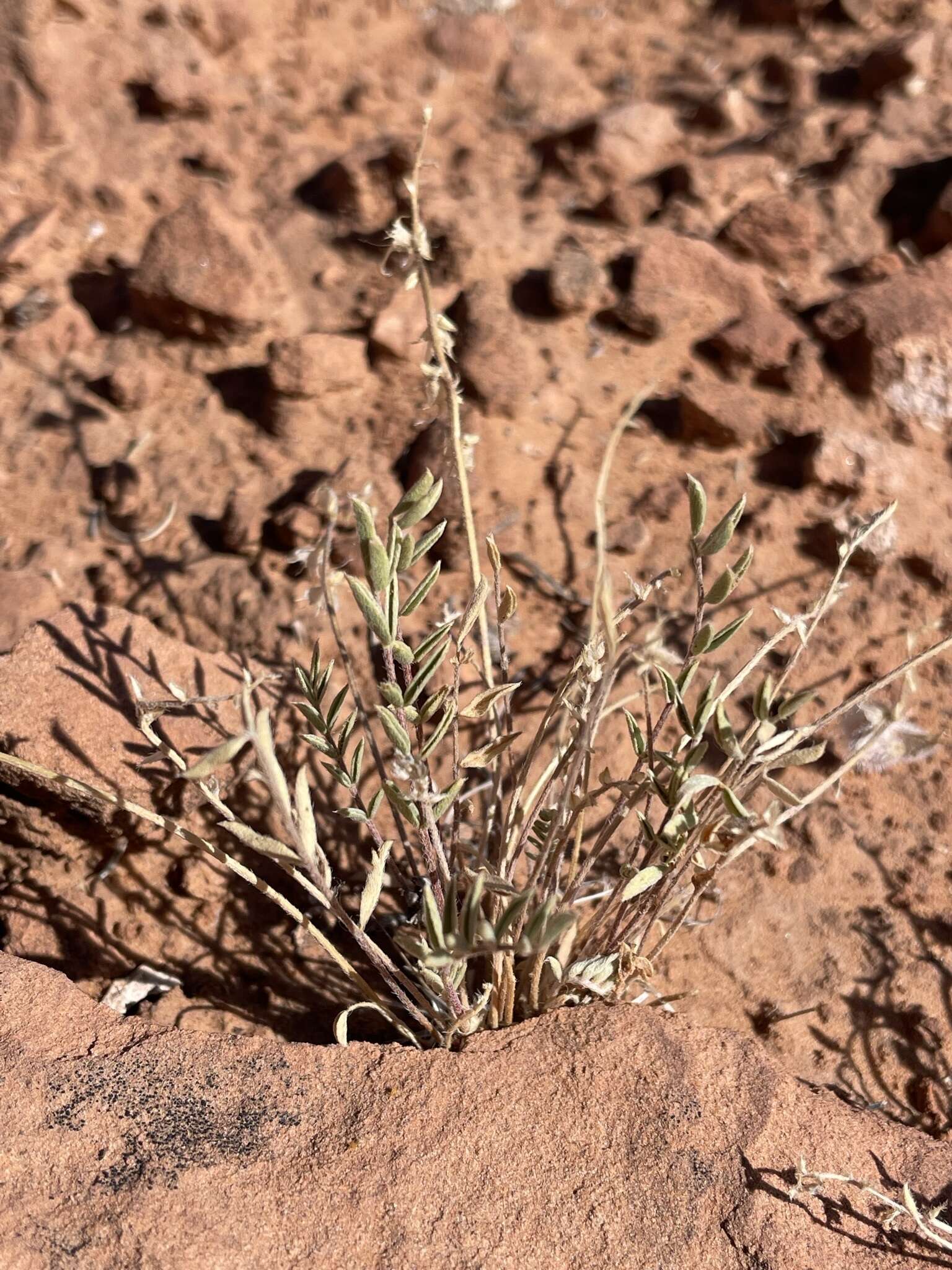 Image of rimrock milkvetch