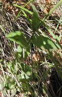 Image of Heller's Whitlow-Grass