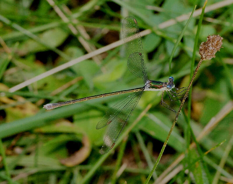 Image of Swamp Spreadwing