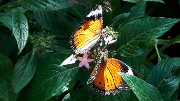 Image of Orange lacewing