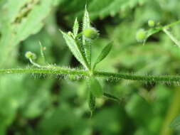 Image of Goosegrass