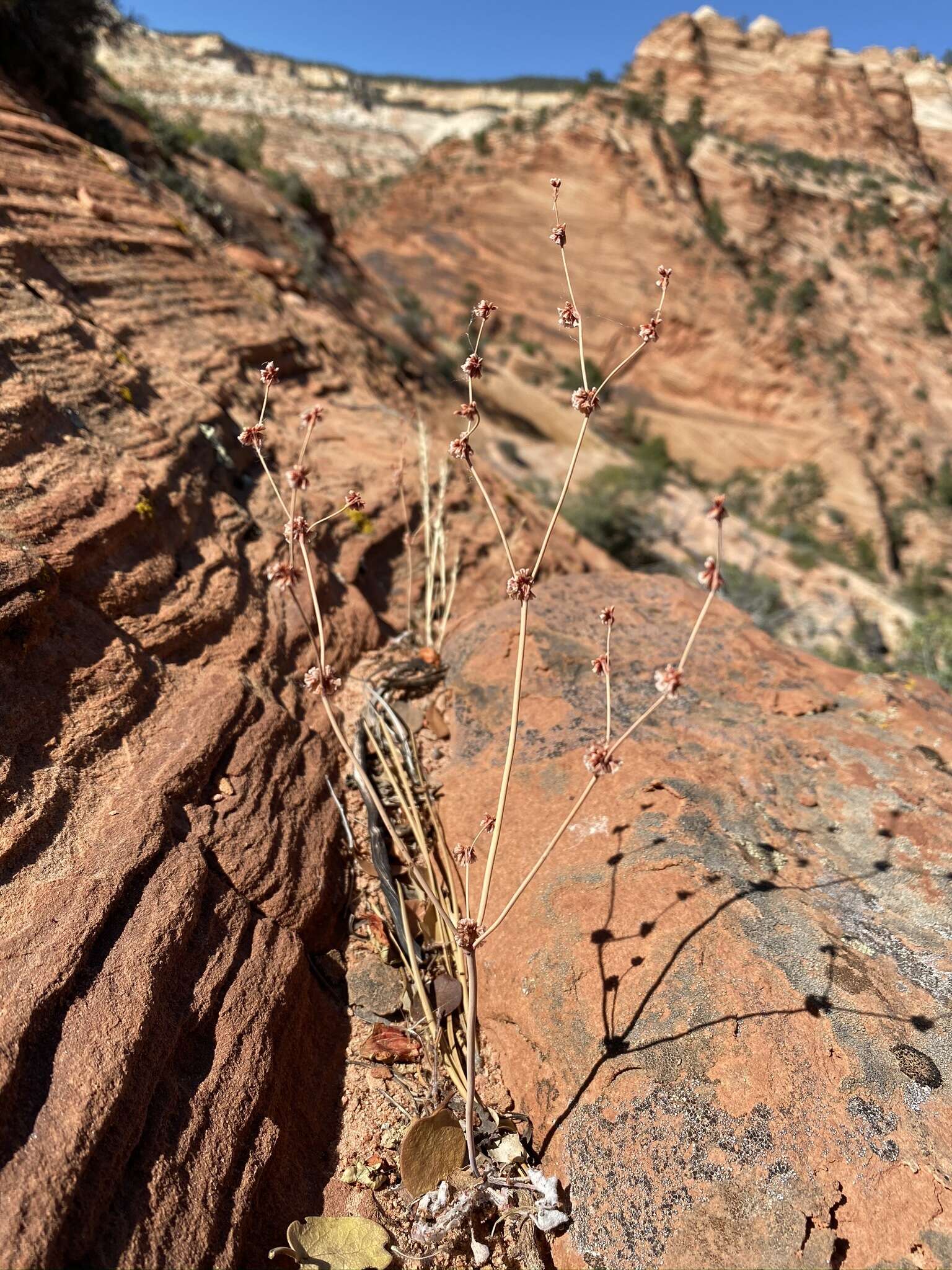 Image of Davidson's buckwheat