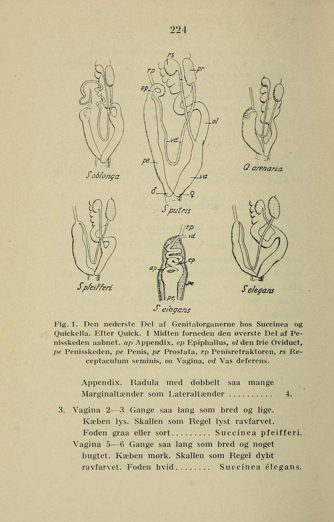 Image de Succinea Draparnaud 1801