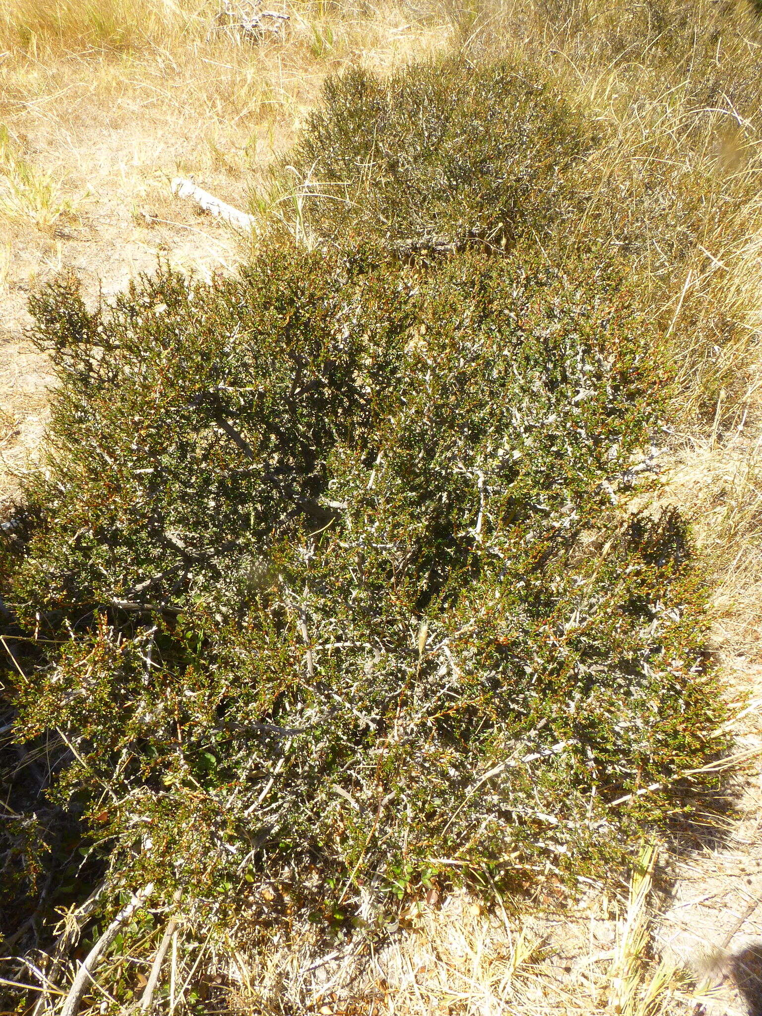 Image of Cliffortia ericifolia L. fil.