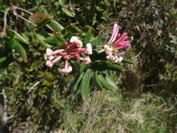 Image of Evergreen Honeysuckle