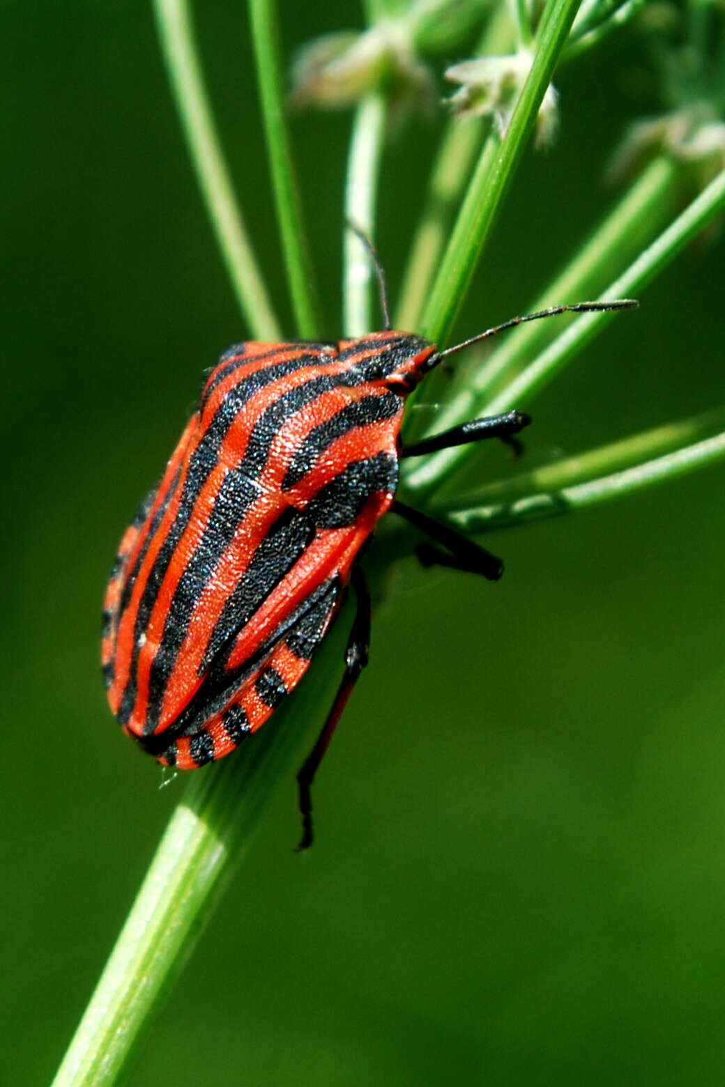 Image of <i>Graphosoma italicum</i>