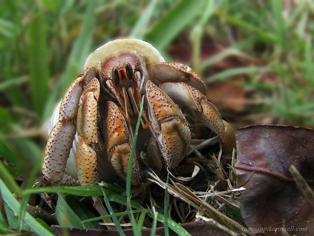 Image of Coenobita variabilis