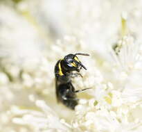 Image of Hylaeus bituberculatus (Smith 1879)