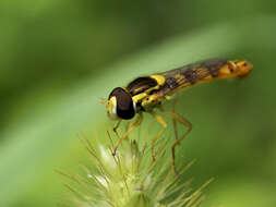 Sphaerophoria scripta (Linnaeus 1758) resmi