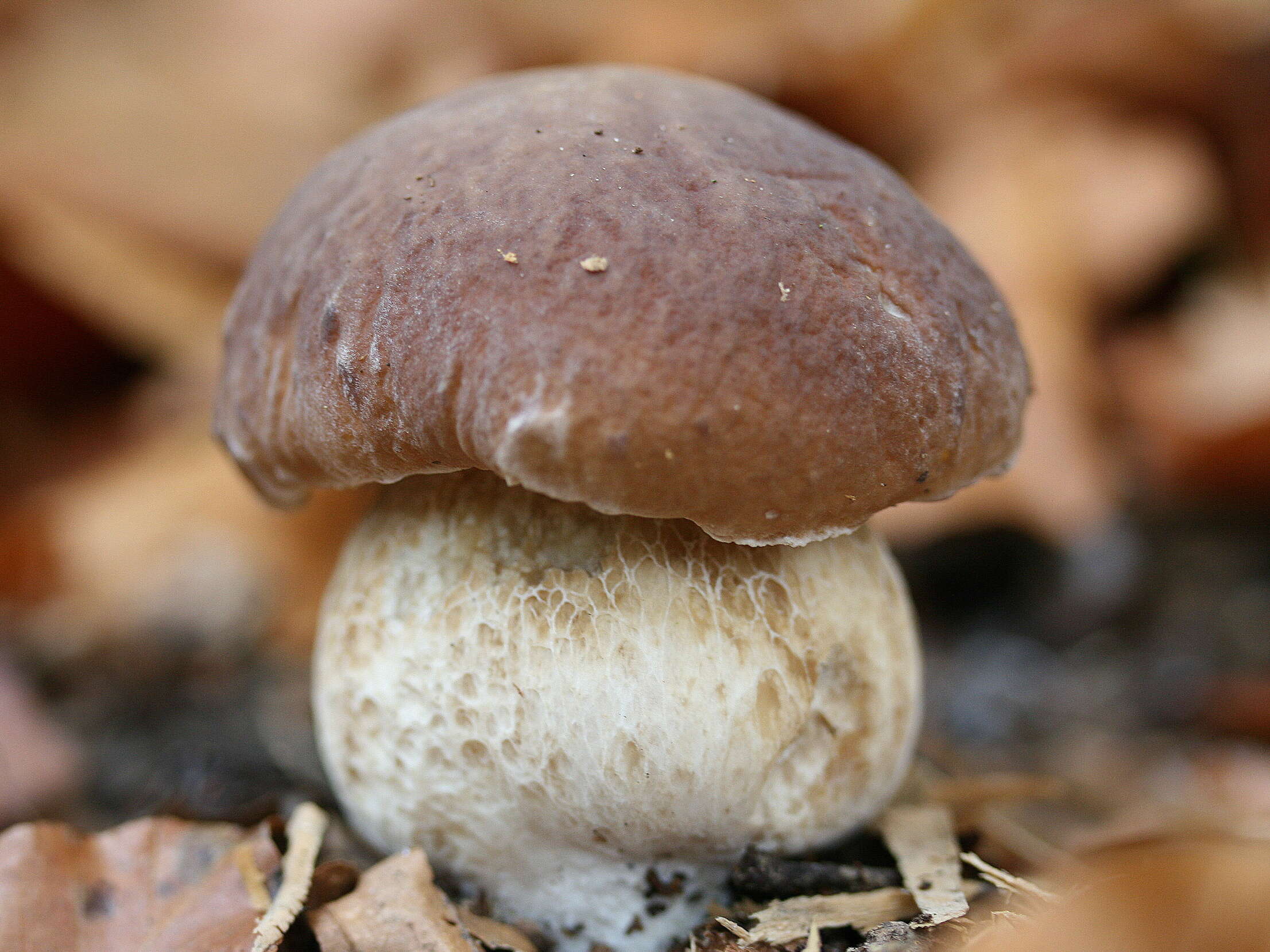 Image of Cep