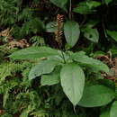 Image of Cardinal's guard flower