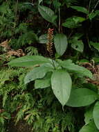 Image de Thyrsacanthus tubaeformis (Bertol.) Nees