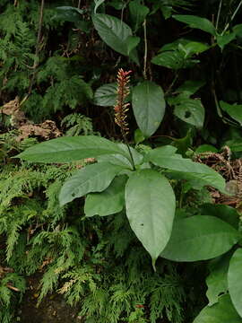 صورة Thyrsacanthus tubaeformis (Bertol.) Nees