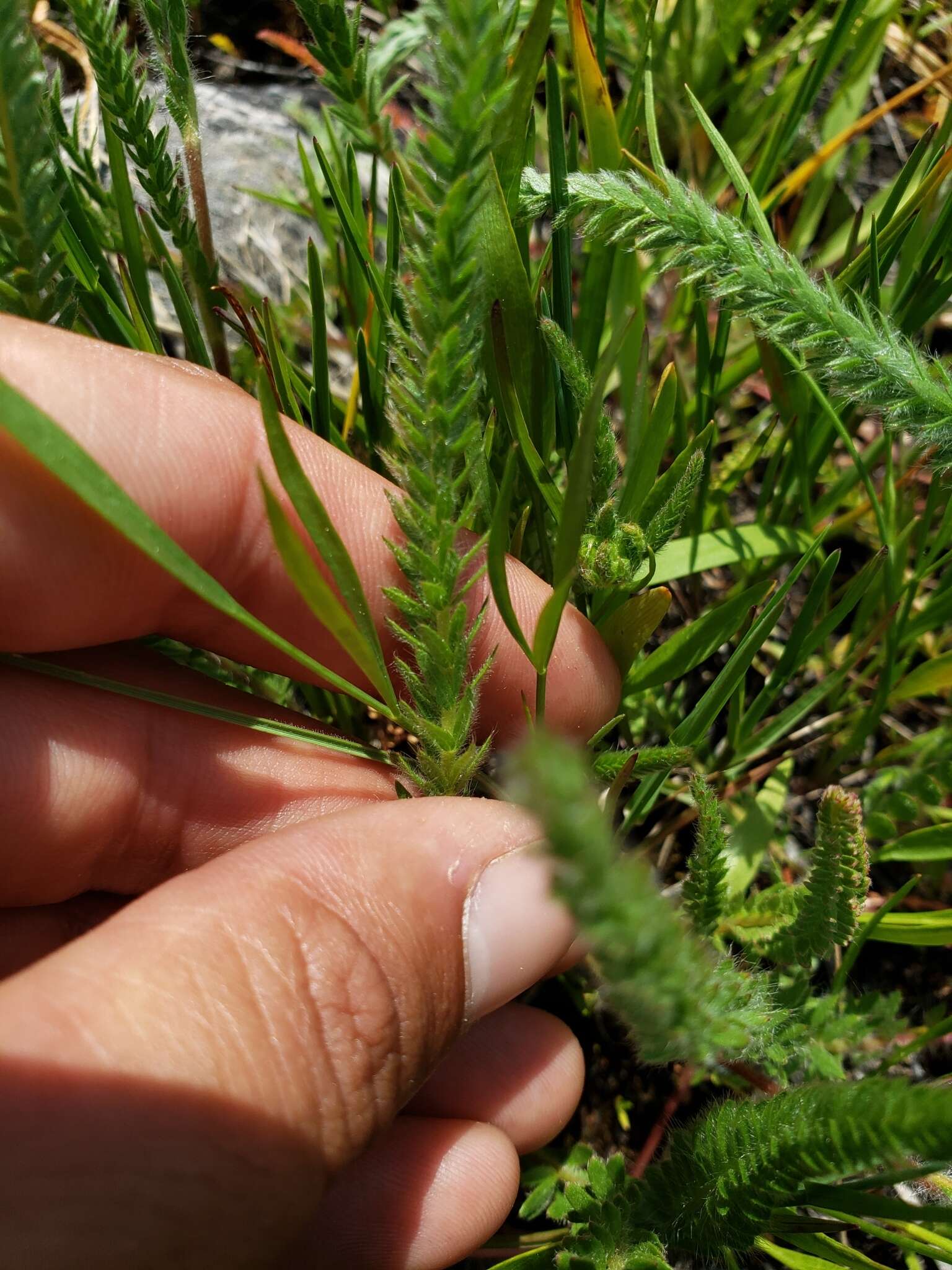 Image de Ivesia sericoleuca (Rydb.) Rydb.