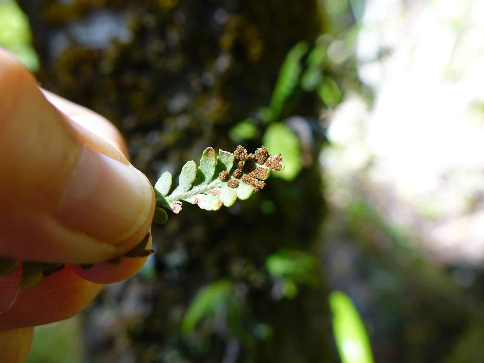 Plancia ëd Notogrammitis heterophylla (Labill.) Parris