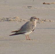 Image of Grey Pratincole