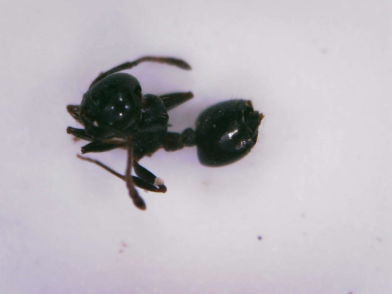 صورة Crematogaster auberti Emery 1869