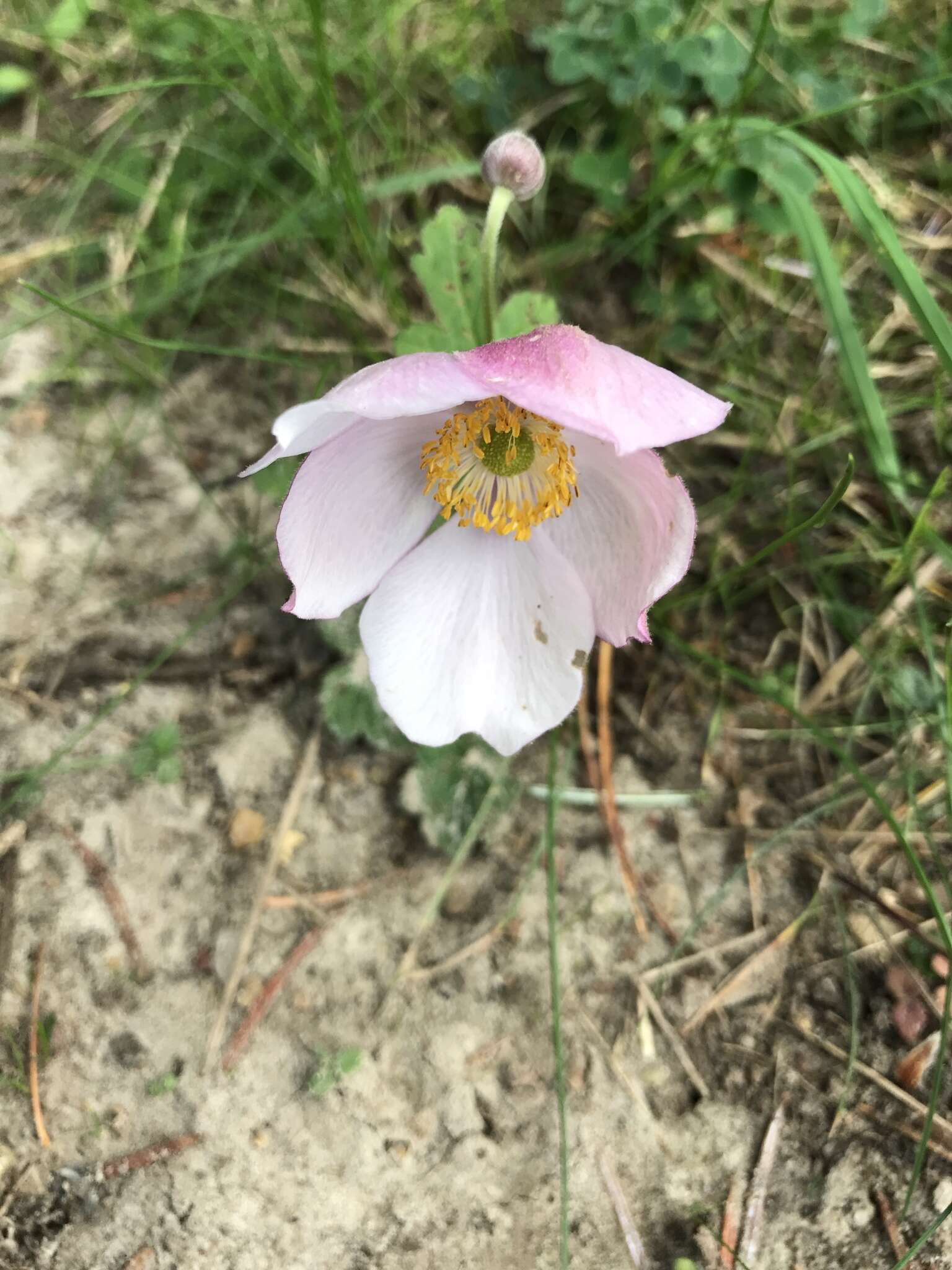 Image of Japanese Thimbleweed