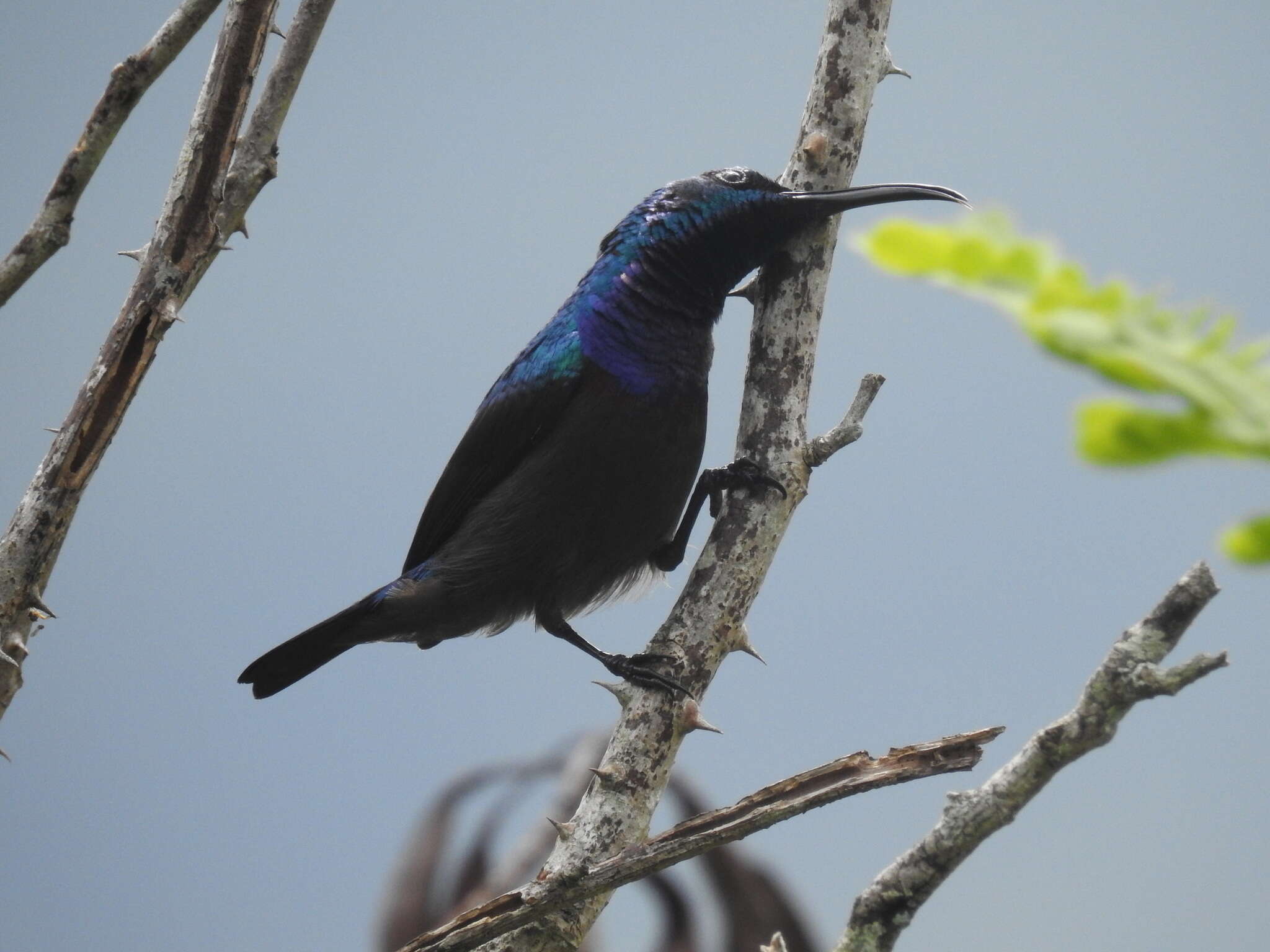 Imagem de Cinnyris lotenius (Linnaeus 1766)