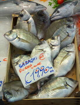 Image of White Seabream