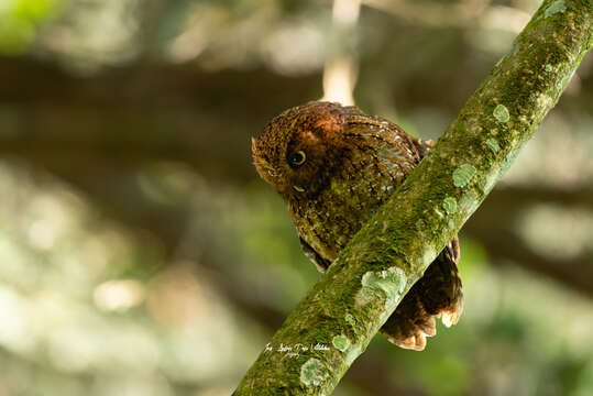 Image of Bare-shanked Screech Owl