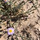 Leucosyris coulteri (A. Gray) Pruski & R. L. Hartman resmi