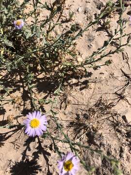 Image of Leucosyris coulteri (A. Gray) Pruski & R. L. Hartman