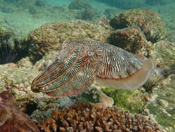 Image of Pharaoh Cuttlefish