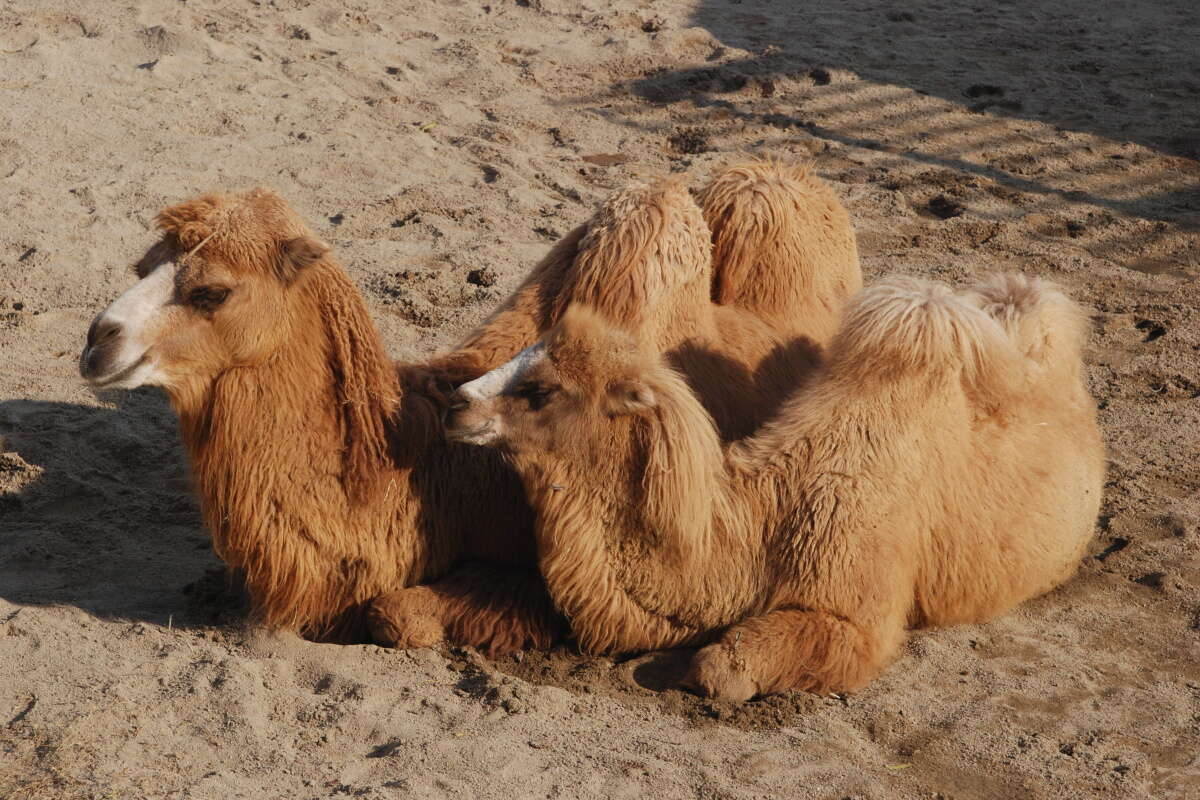 Image of Bactrian camel