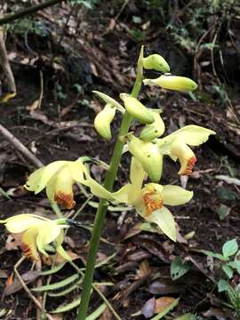 Imagem de Phaius flavus (Blume) Lindl.