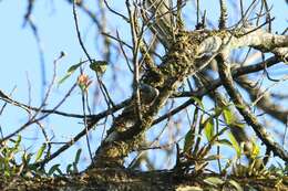 Image of Chestnut-vented Nuthatch