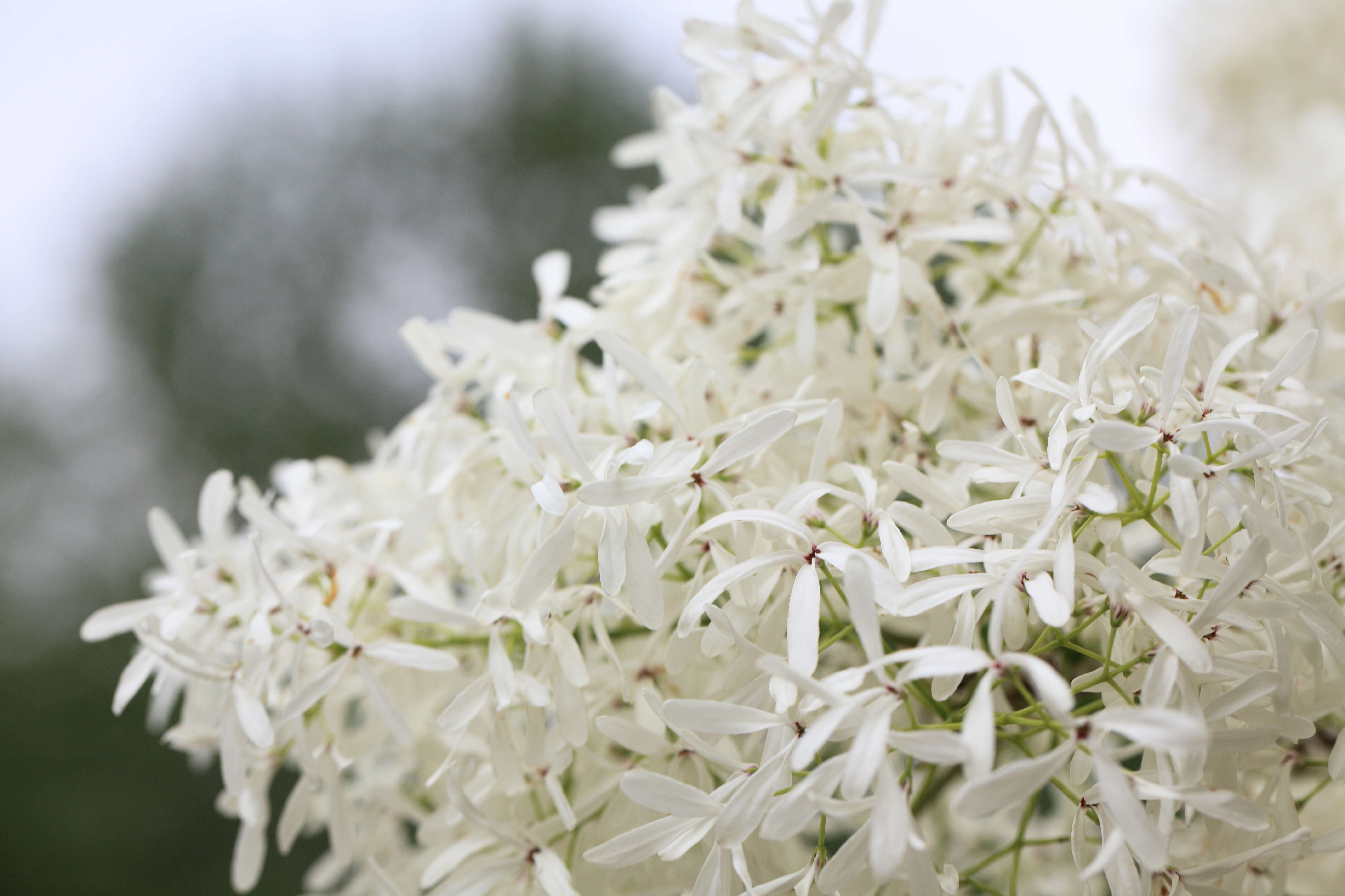 Image of Chinese Fringetree